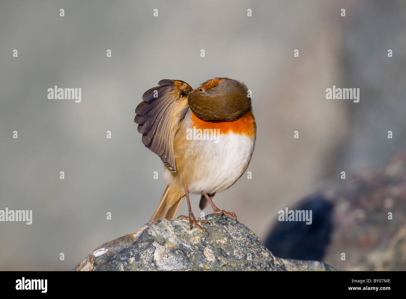 Robin; Erithacus Rubecula; putzen Stockfoto