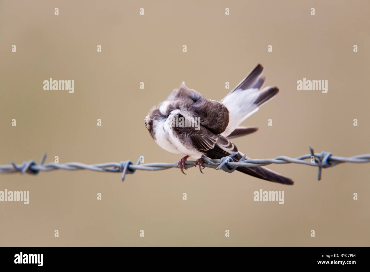 Uferschwalbe; Riparia Riparia; Juvenile putzen Stockfoto