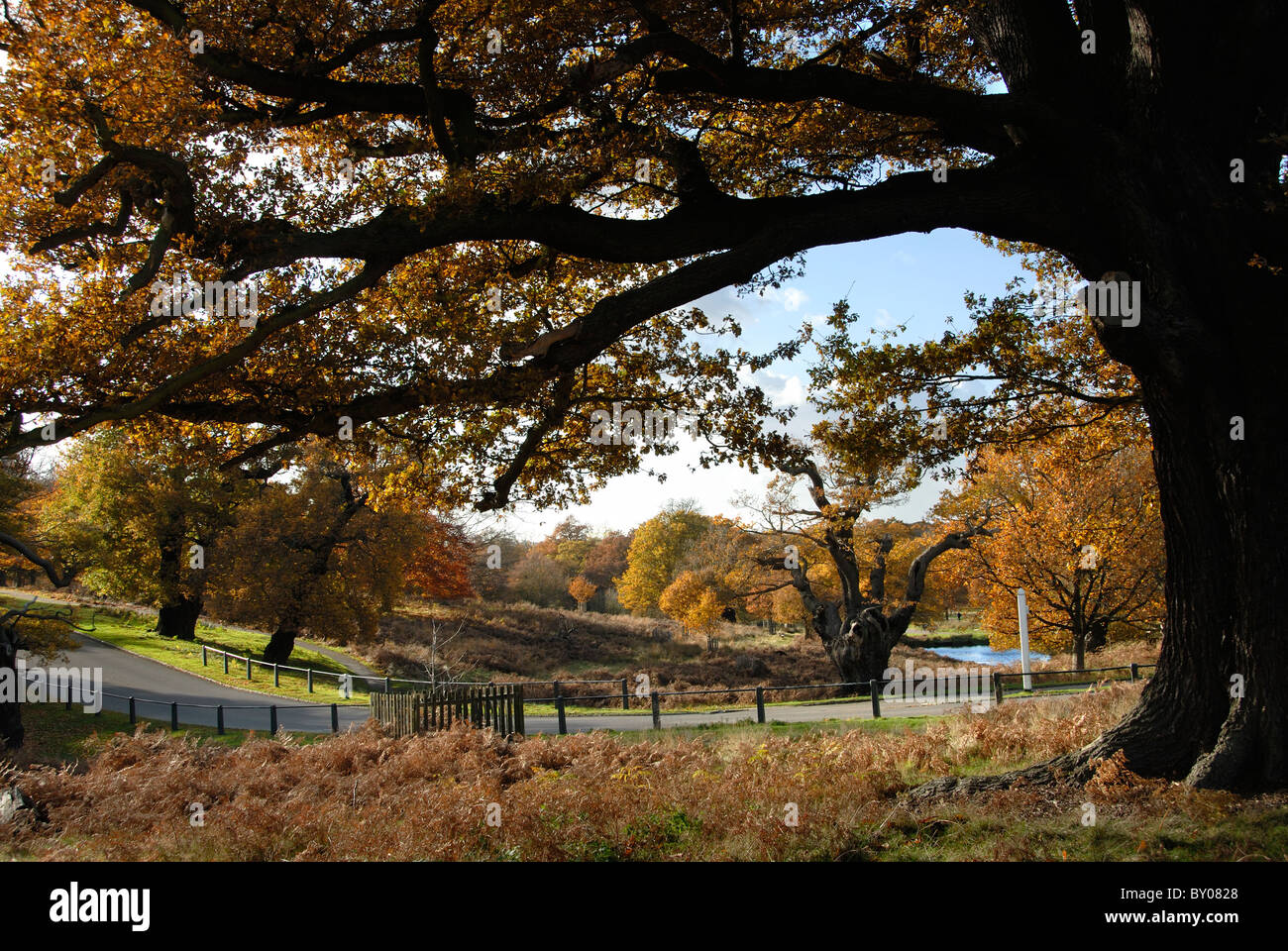 Richmond Park im Herbst, England Stockfoto