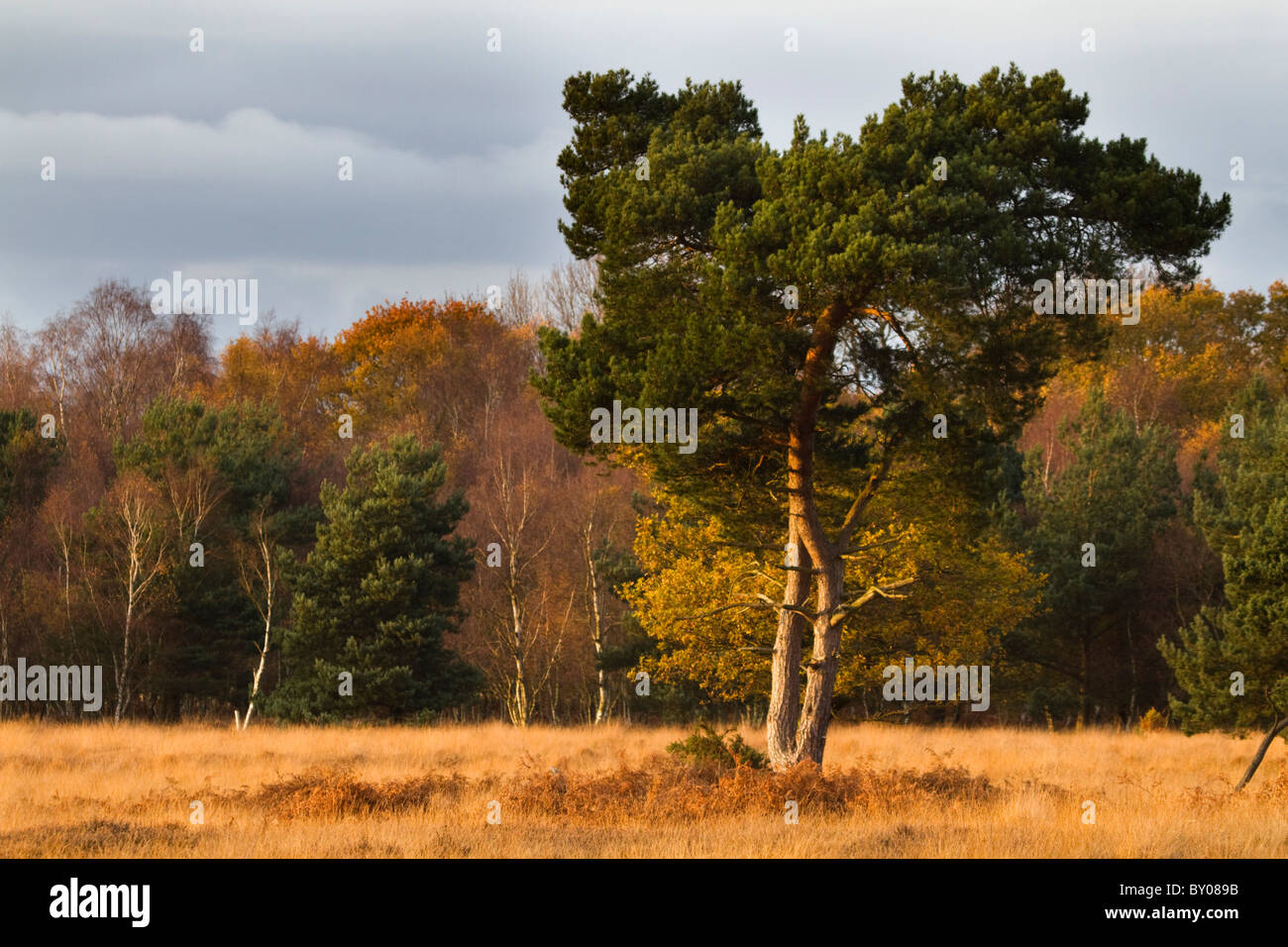 Skipwith gemeinsamen nationalen Naturschutzgebiet; Yorkshire Stockfoto