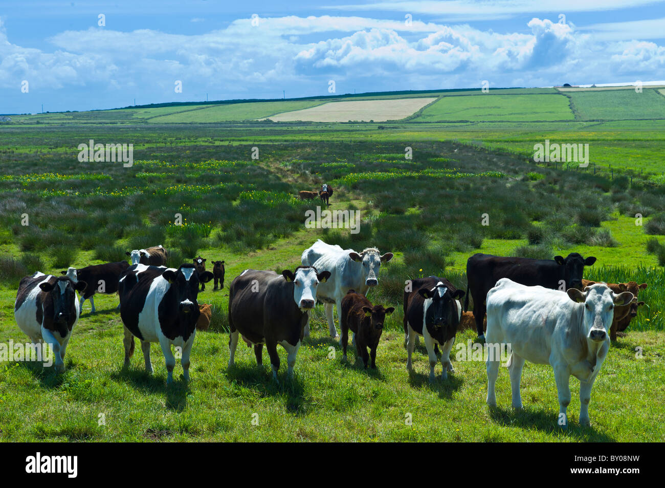 Herde von Rindern mit Kälbern in der Nähe von Doonbeg, County Clare, Irland Stockfoto
