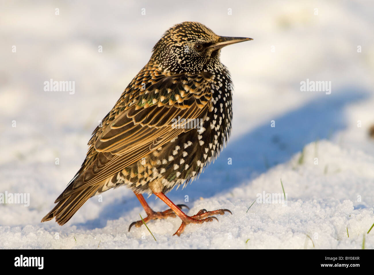 Starling; Sturnus Vulgaris; Schnee; Cornwall Stockfoto