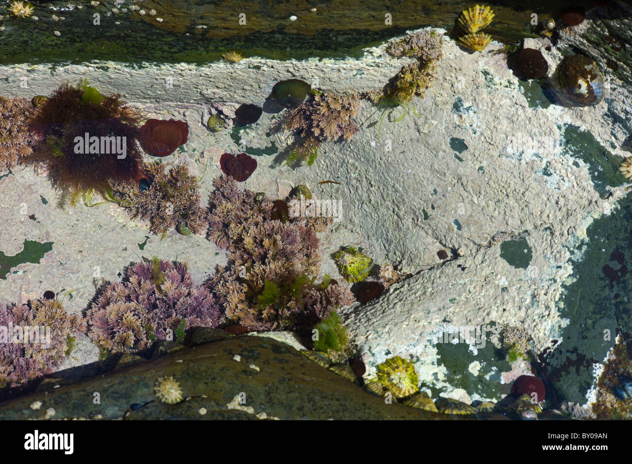 Felsenbad, weißen Flechten, Algen, Napfschnecken und Seeanemonen, Kilkee, County Clare, Westküste Irlands Stockfoto