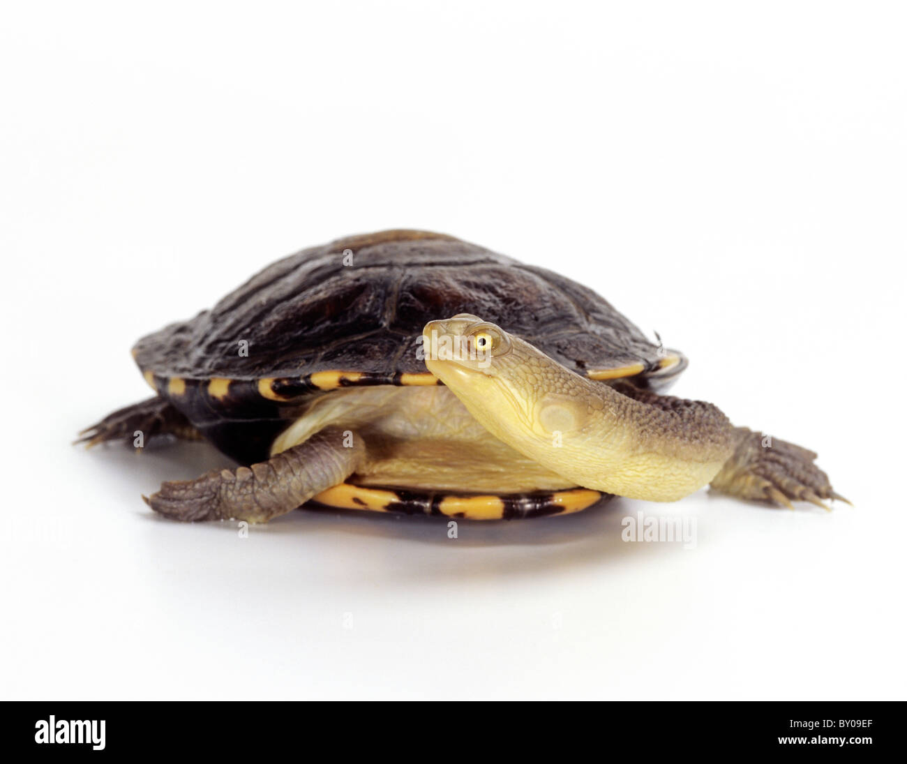 Gemeinsamen Schlange-Hals-Schildkröte - Ausschneiden / Chelodina Longicollis Stockfoto