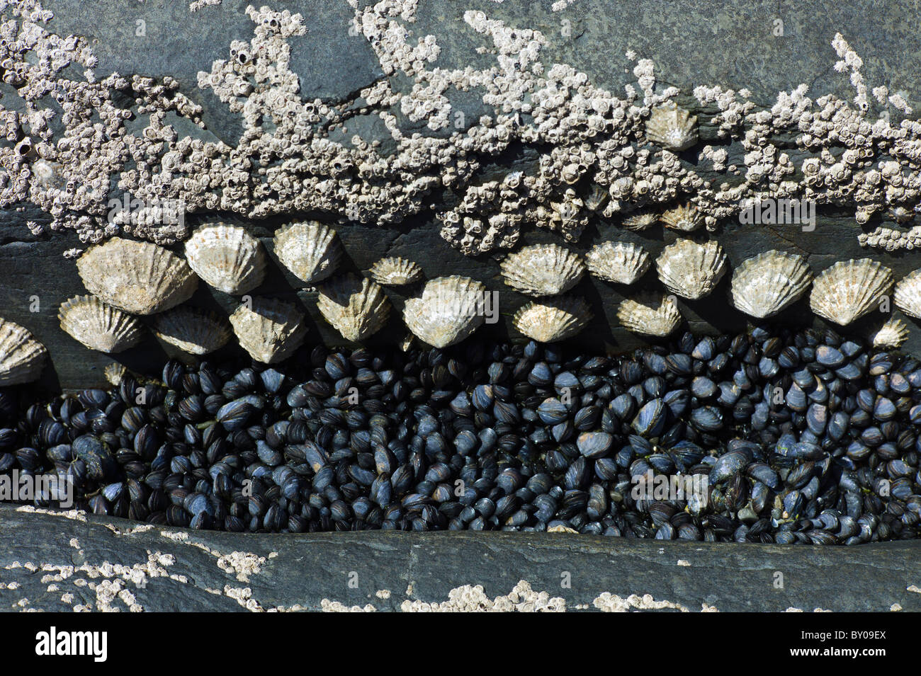 Felsenpool mit Seepocken, Miesmuscheln, Napfschnecken in Kilkee, County Clare, Westküste Irlands Stockfoto