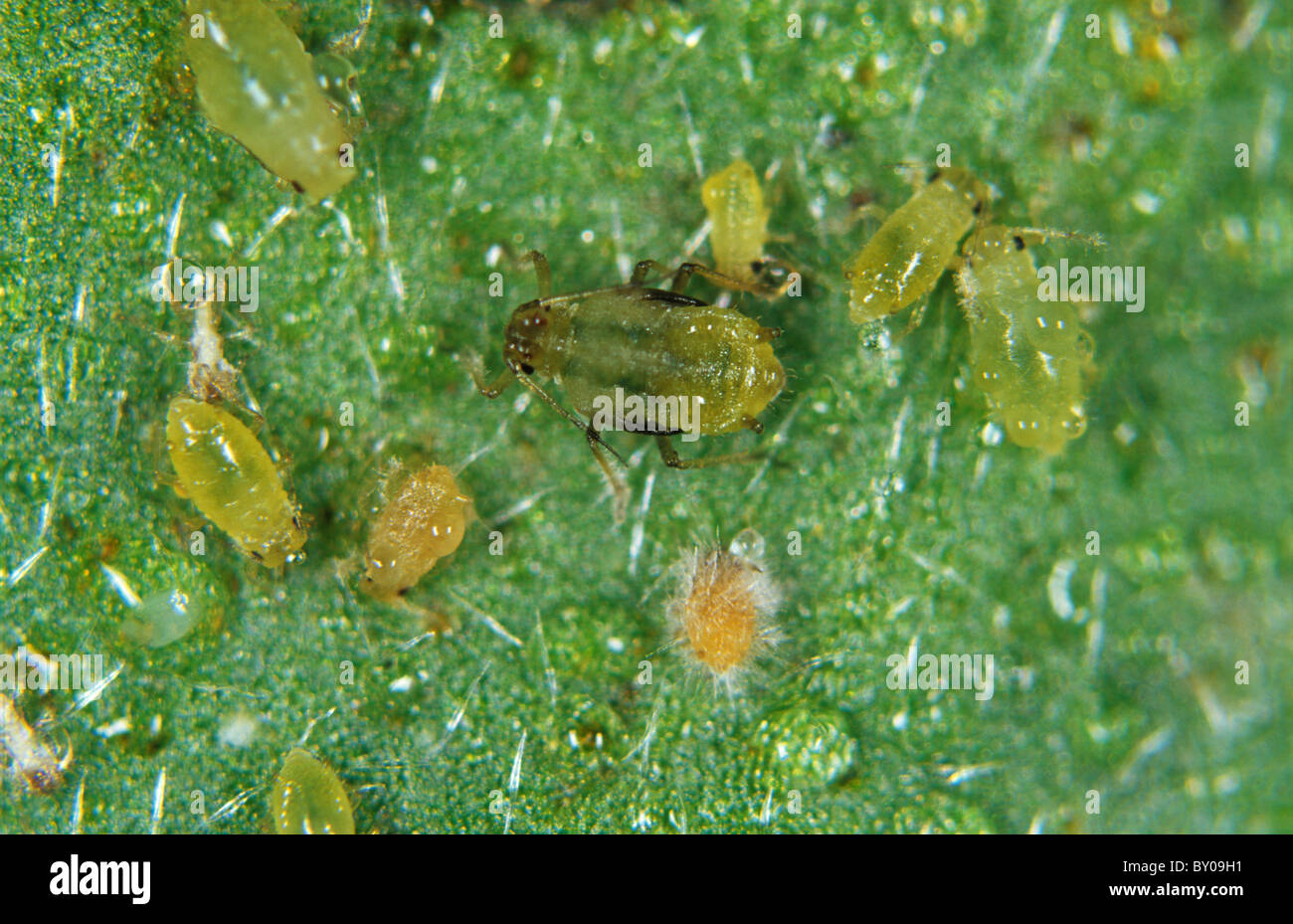 Frühe Entwicklung der enthopathogenische Pilz Verticillium Lecanii auf Blattlaus Host Schädlinge Stockfoto