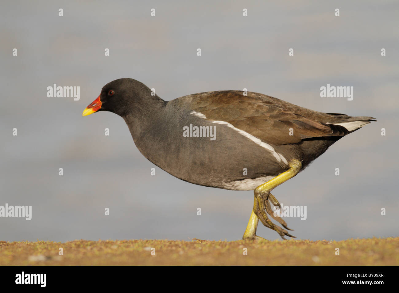 Teichhuhn, Gallinula Chloropus, Par-Strandbad, Austell, Cornwall Stockfoto