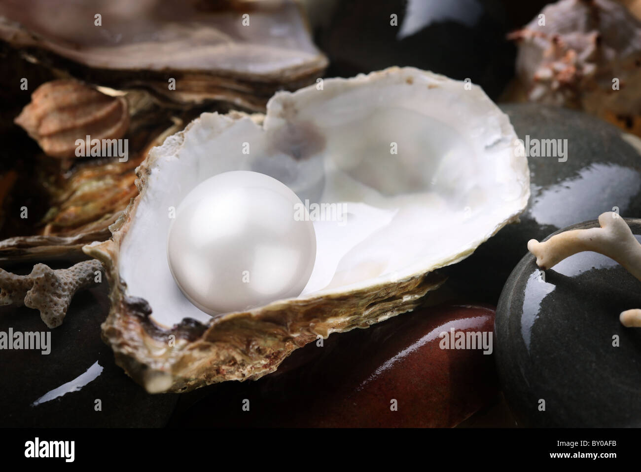 Bild einer weißen Perle in der Shell auf nassen Steinen. Stockfoto
