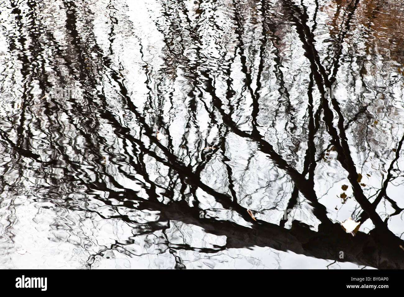 Reflexionen der Bäume im Wasser Stockfoto