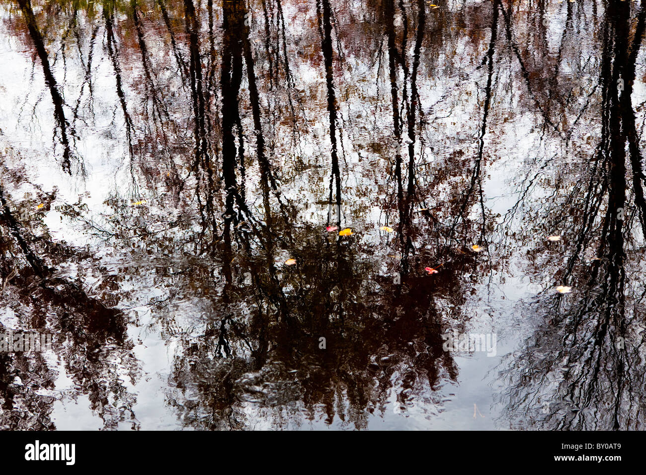 Reflexionen der Bäume im Wasser Stockfoto