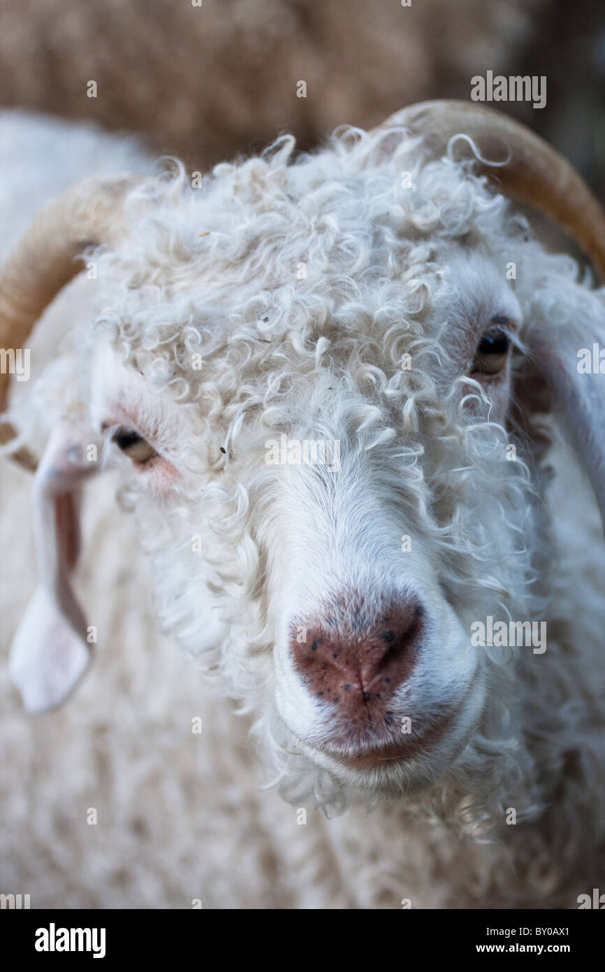 Curly geschröpft Angora-goat.close-Up-anzeigen. Stockfoto