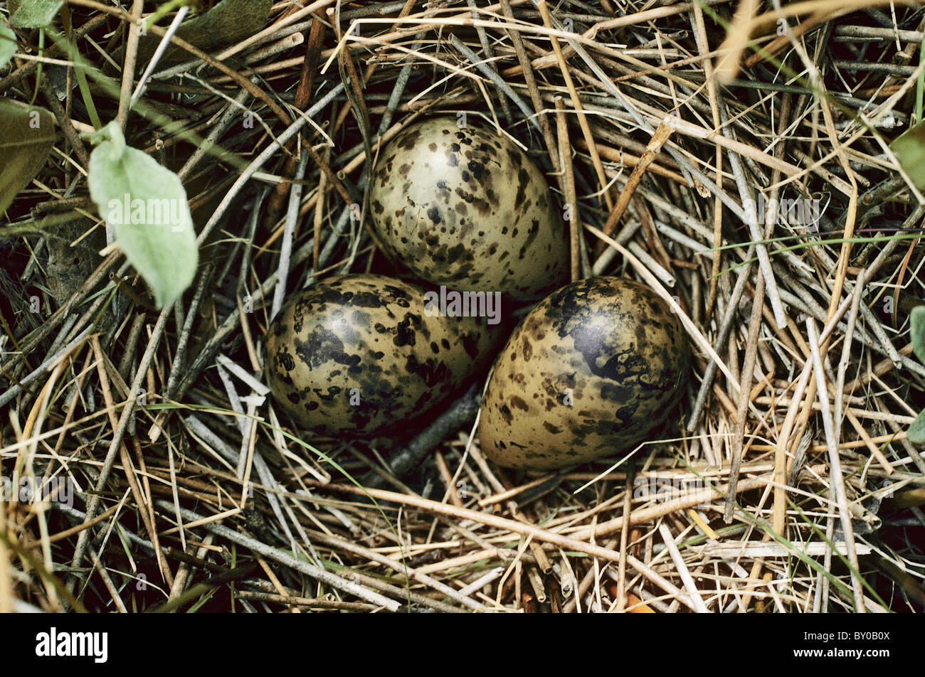 Bekassine (Gallinago gallinago). Die Kupplung in das Nest Stockfoto