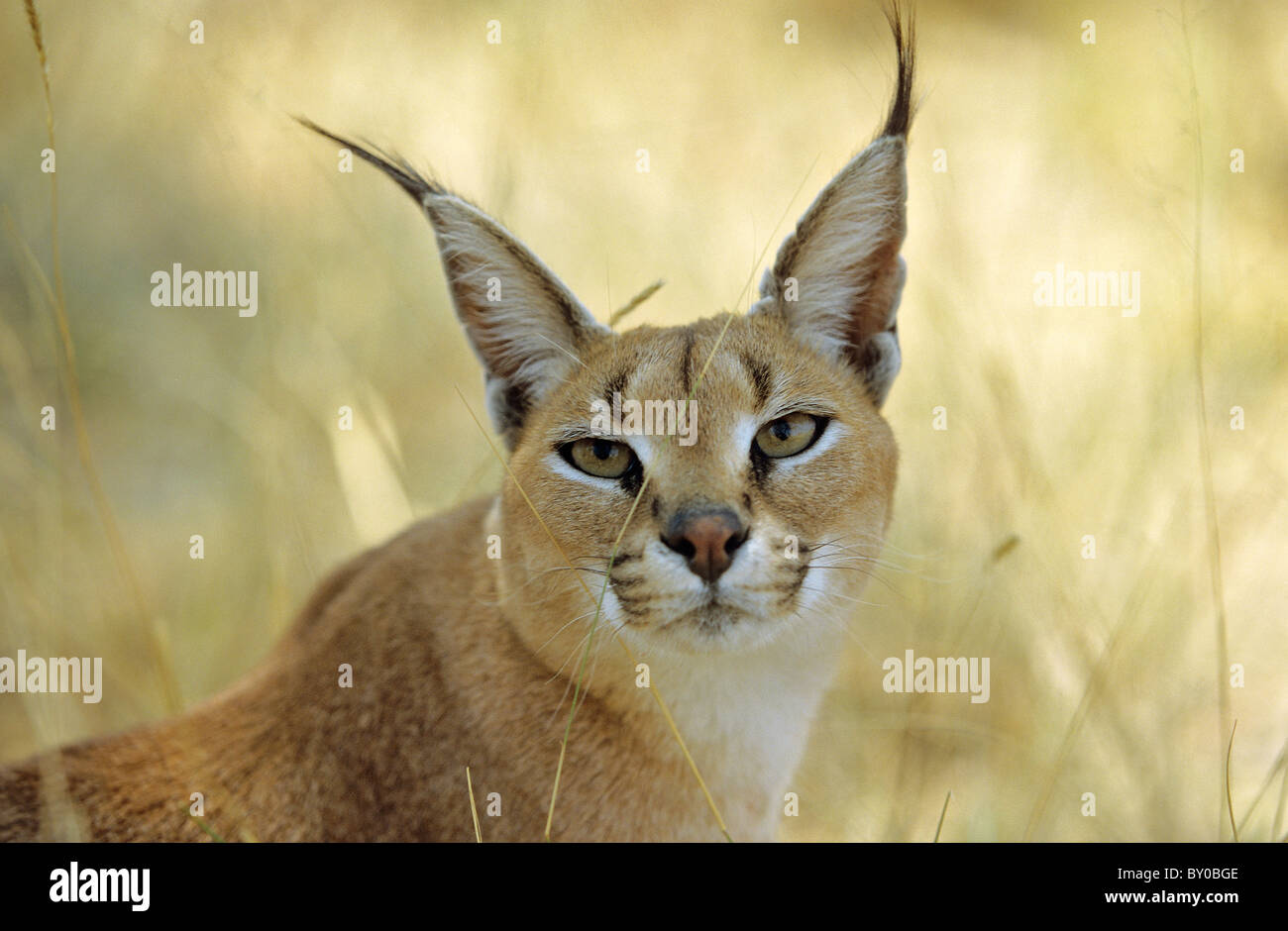 Karakal - Porträt / Caracal Caracal Stockfoto