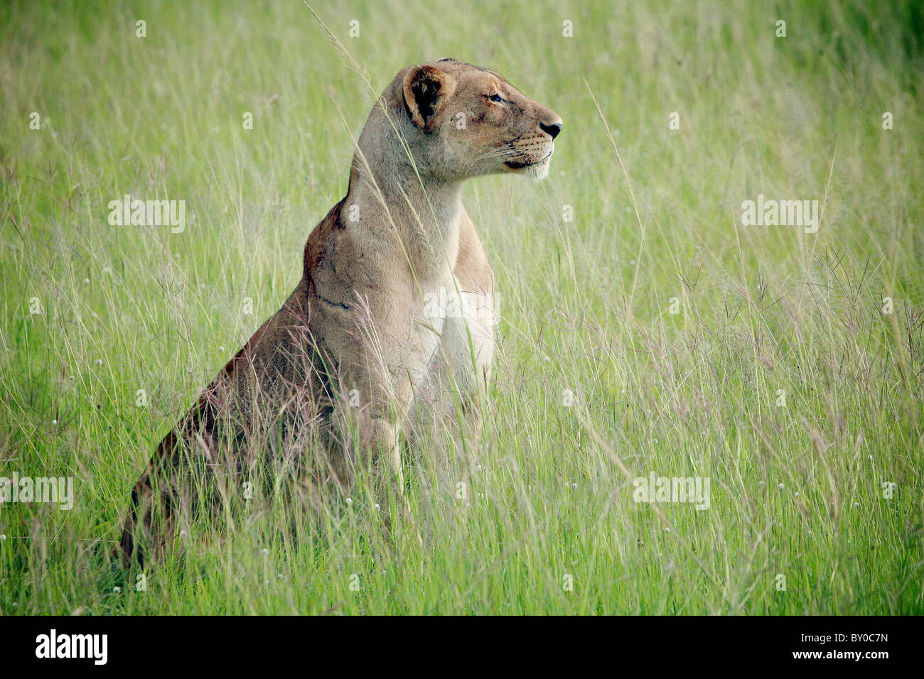 Löwe im Rasen weiblichen Löwe (Leo Panthera). MIKUMI NATIONALPARK. TANSANIA Stockfoto
