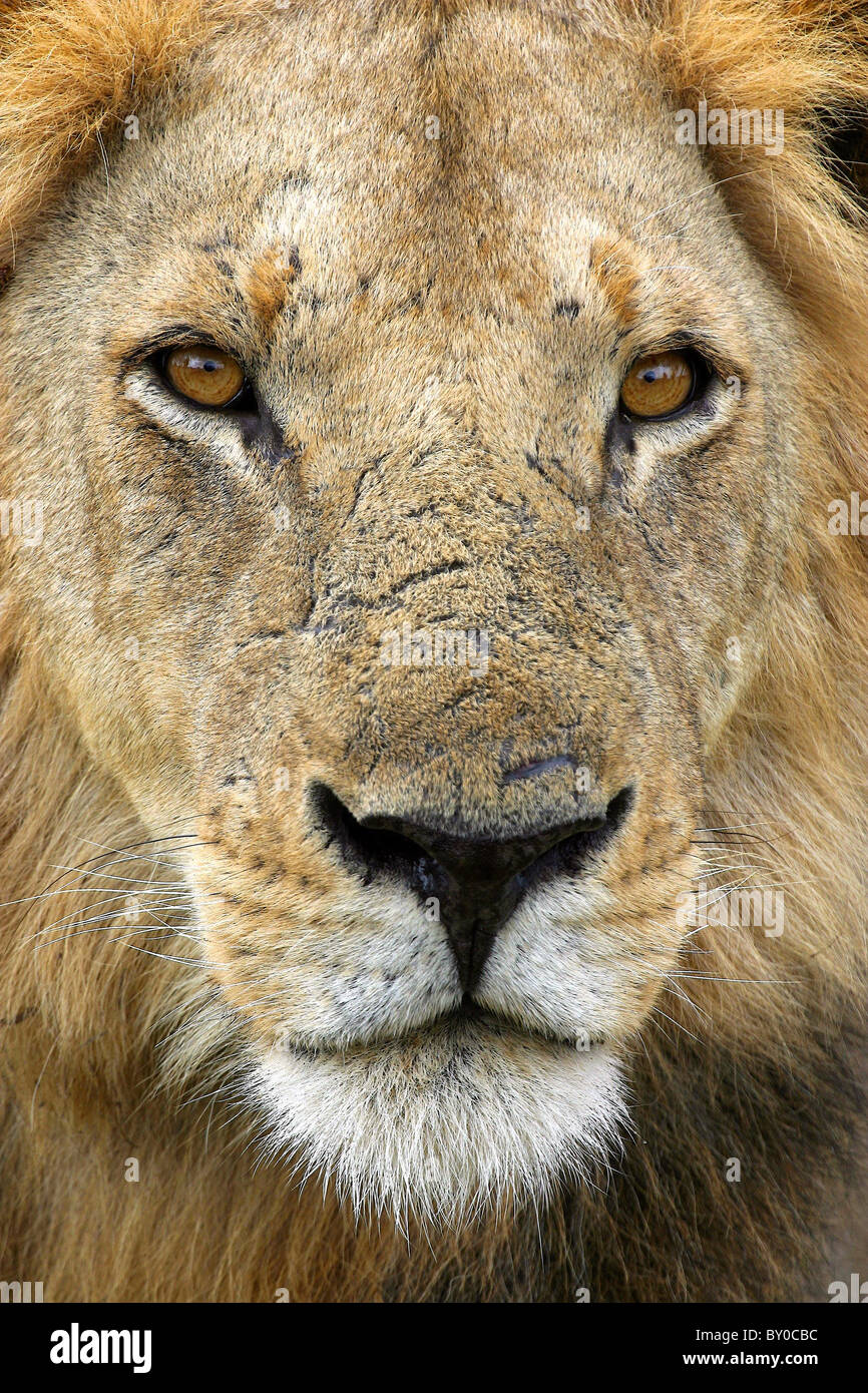 GROßEN männlichen Löwen (Leo Panthera). MIKUMI NATIONALPARK. TANSANIA Stockfoto