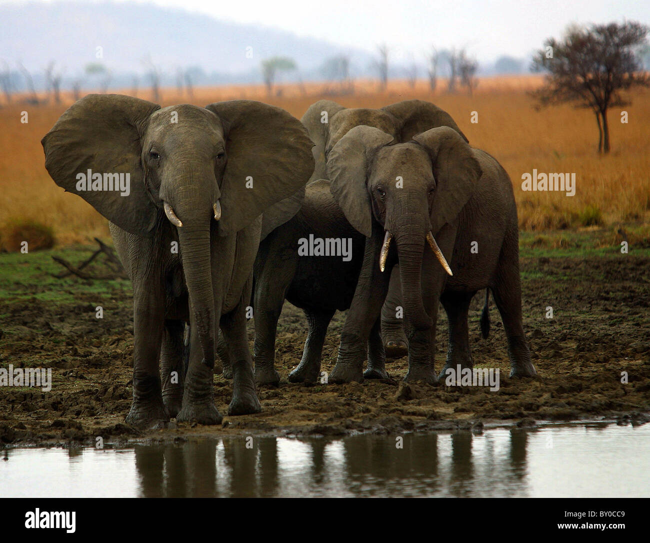 KLEINE Herde Elefanten (Loxodonta Africana) Tansania MIKUMI NATIONAL Stockfoto