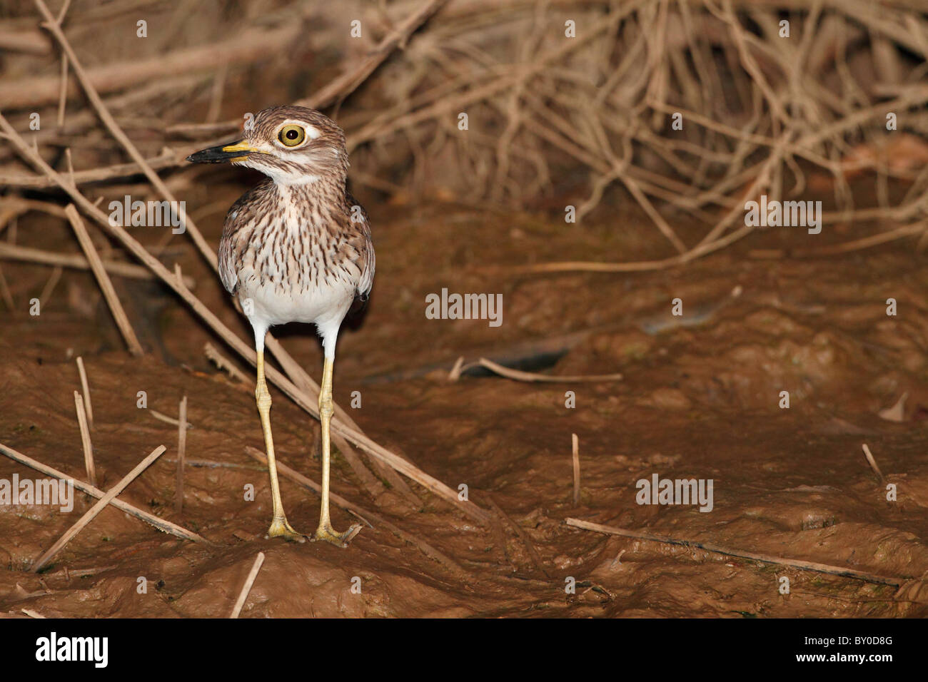 Senegal Thick-knee-stehend / Burhinus Senegalensis Stockfoto