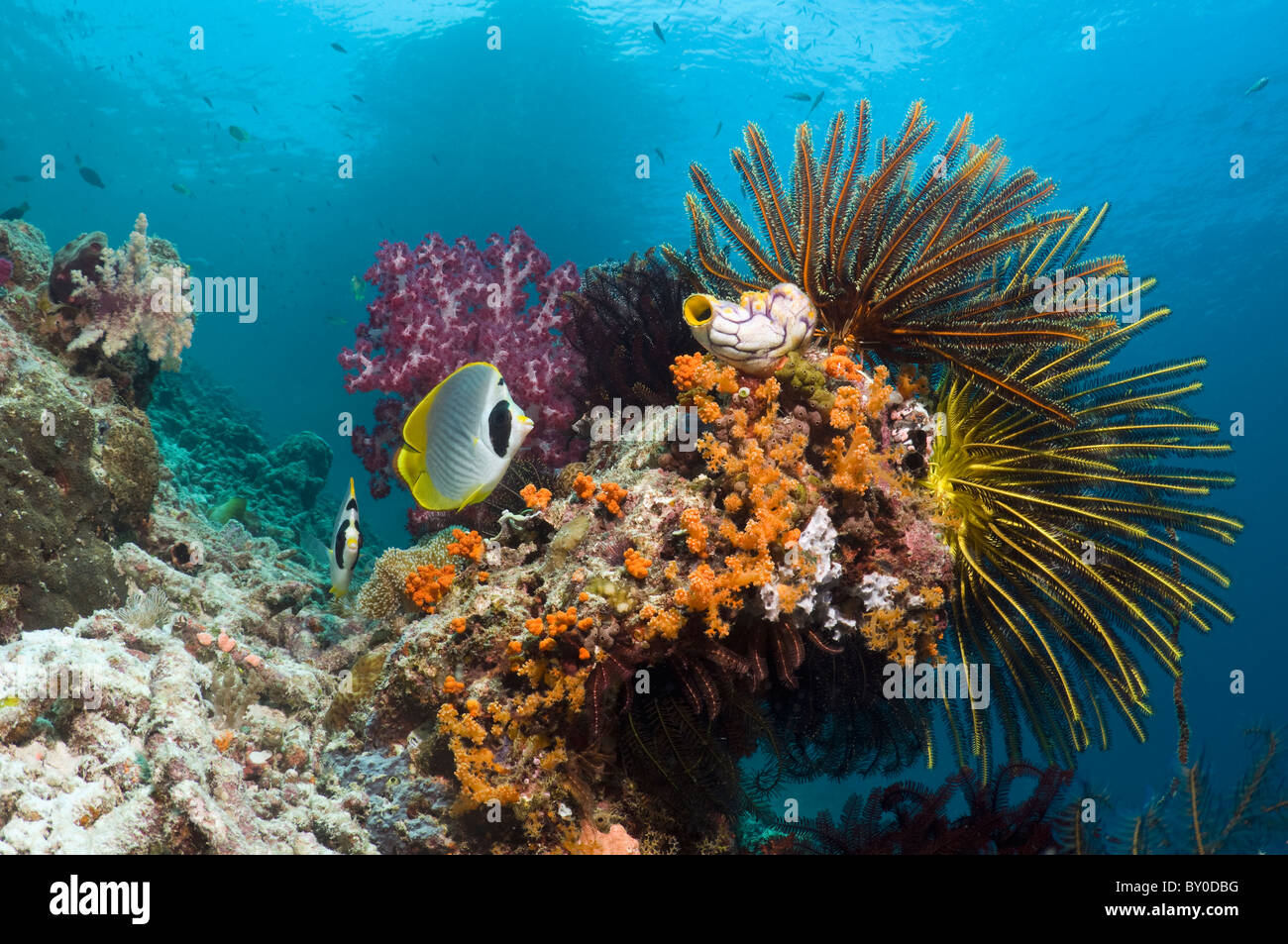 Korallenriff-Landschaft mit Panda Butterflyfish (Chaetodontidae Adiergastos) Seelilien, Weichkorallen und Seasquirt. Stockfoto
