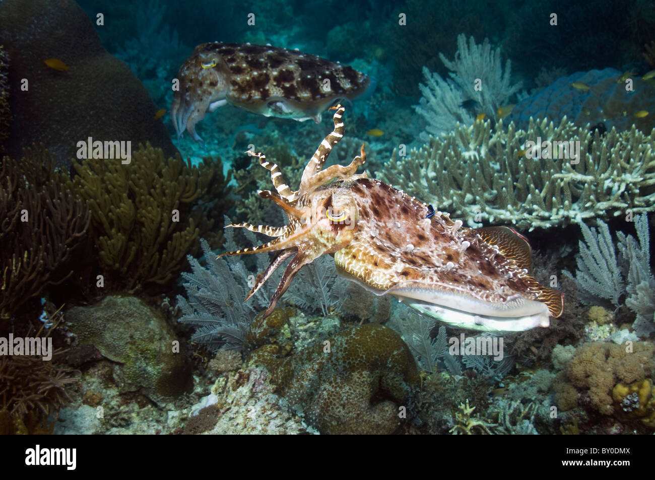 Broadclub Tintenfisch (Sepia finden) weibliche mit einer Bewachung männlich im Hintergrund. Komodo, Indonesien. Stockfoto