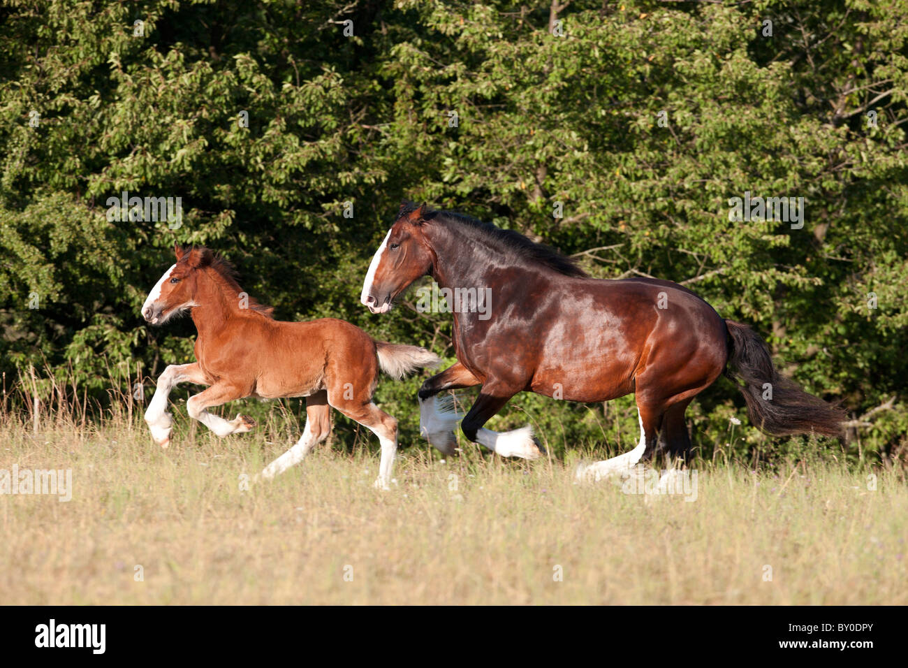 Shire Horse und Fohlen auf der Wiese Stockfoto