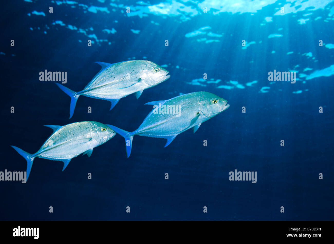 Bluefin Trevally (Caranx Melampygus). Andamanensee, Thailand. Stockfoto