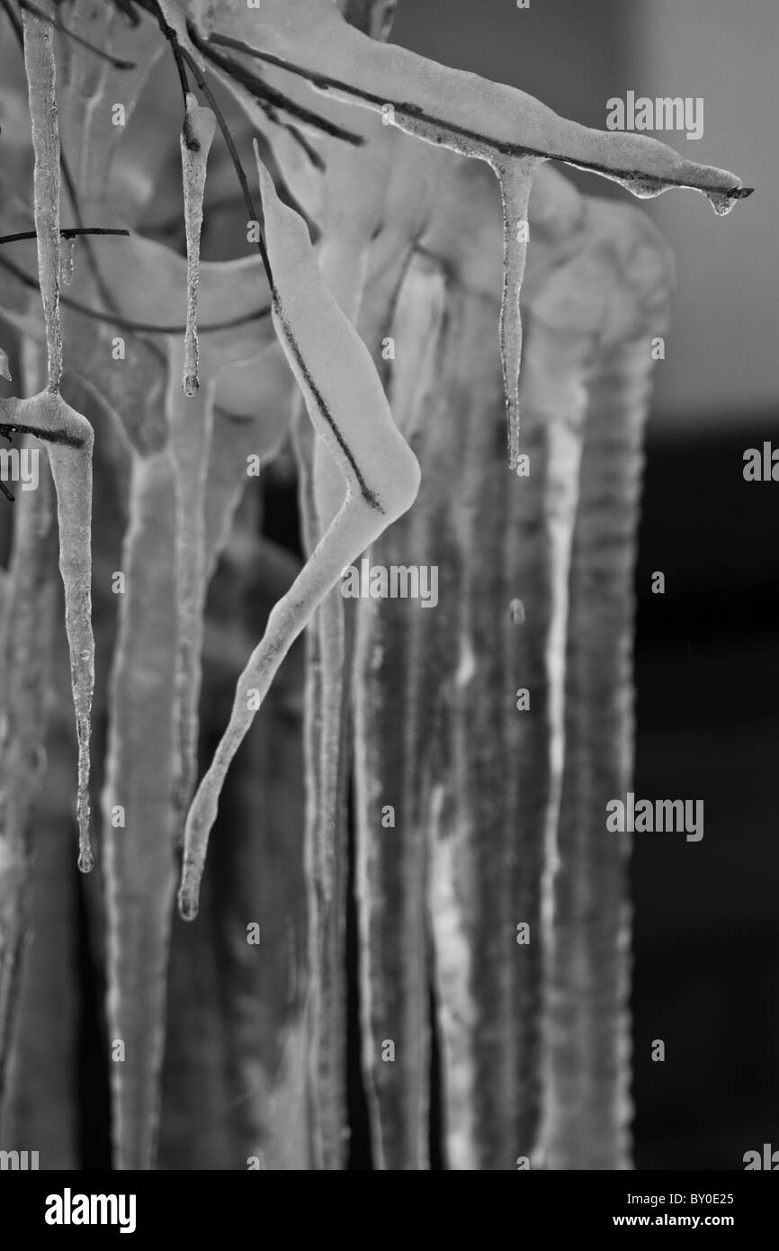 Eisformationen aus einem Zweig, bilden eine anmutige Form Stockfoto