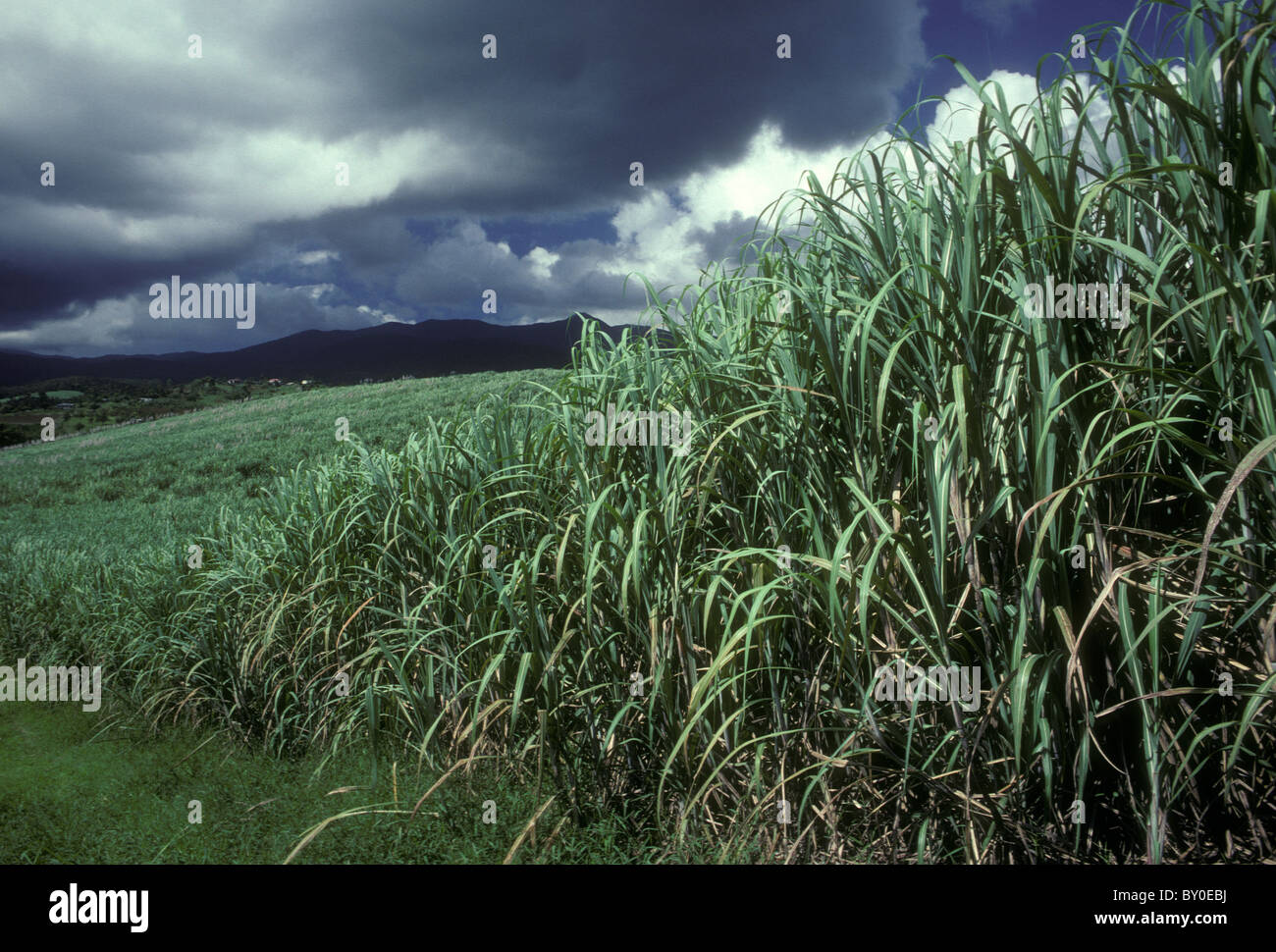 Zuckerrohr Zuckerrohr Plantage, Zuschneiden, Ackerland, Stadt, Sainte-Rose Sainte-Rose, Basse-Terre, Guadeloupe, Französisch Westindien Stockfoto