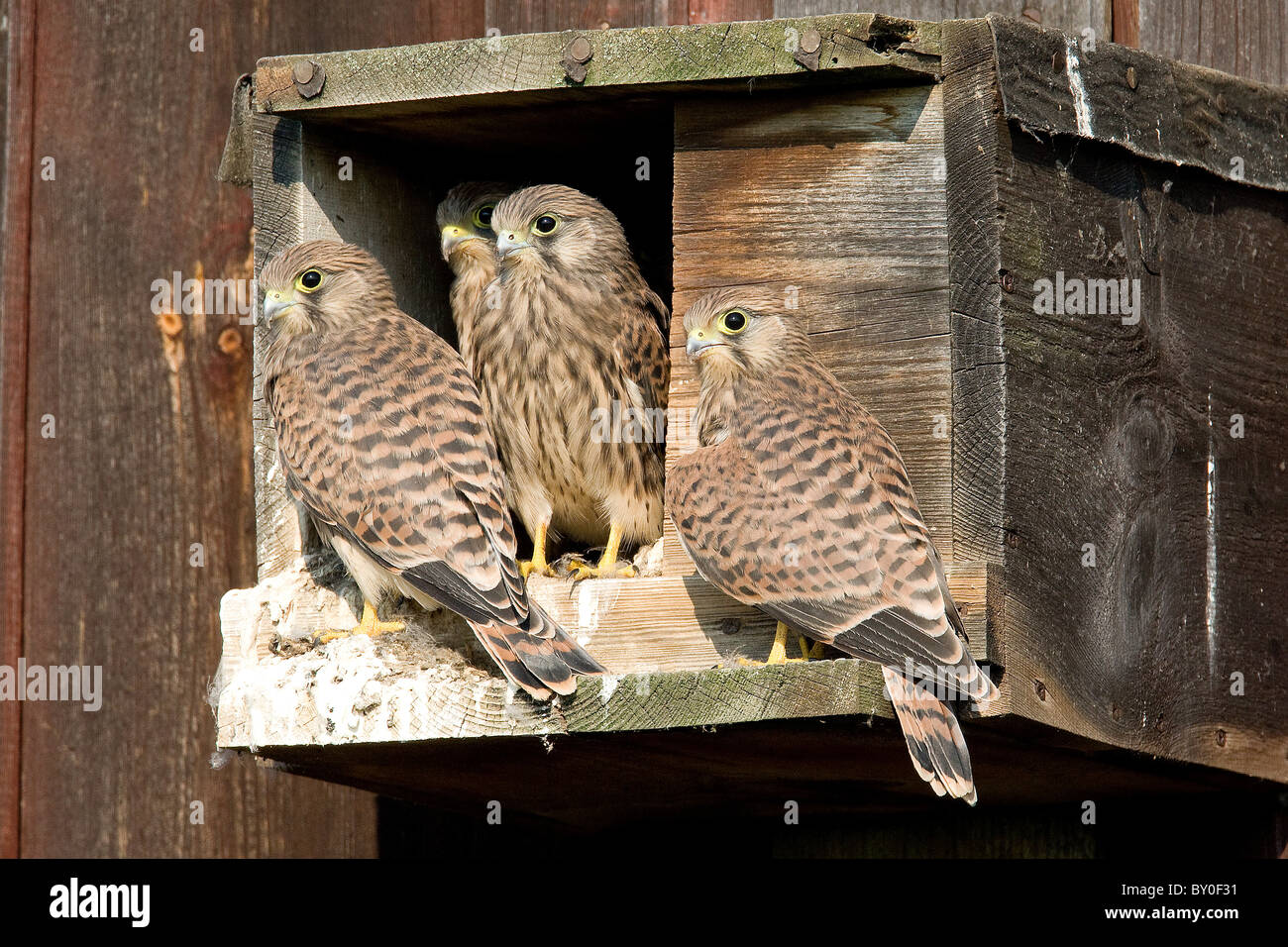 Junge Turmfalken am Nistkasten / Falco Tinnunculus Stockfoto