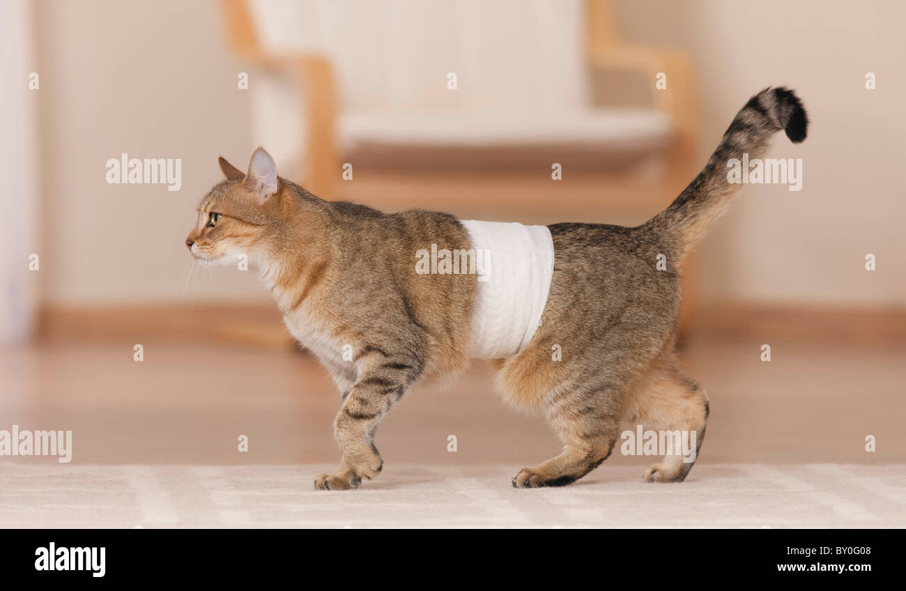 Domestic cat with bandage -Fotos und -Bildmaterial in hoher Auflösung -  Seite 2 - Alamy