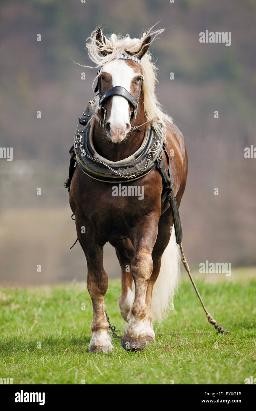 Kaltblüter - zu Fuß auf der Wiese Stockfoto