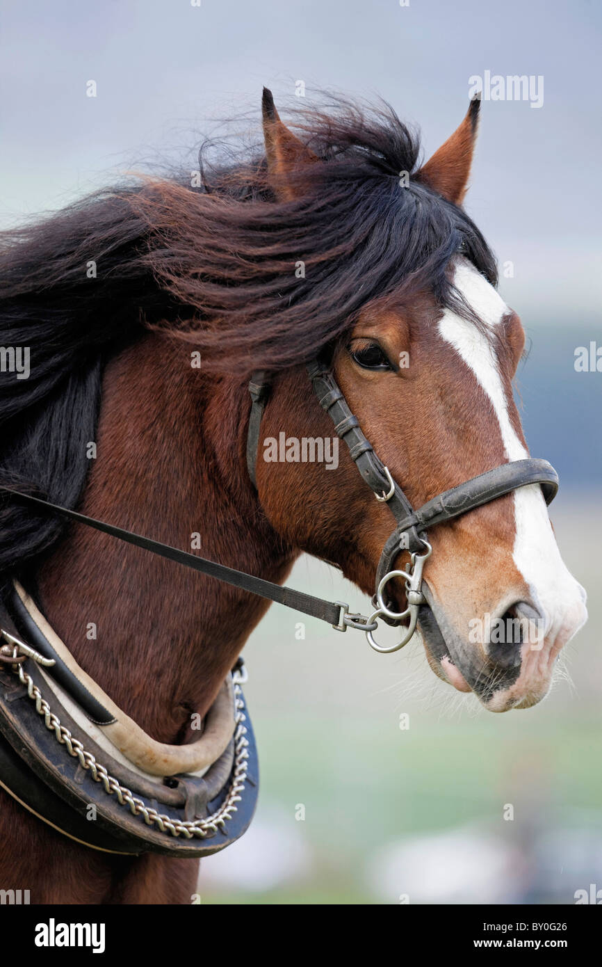 Kaltblüter - Porträt Stockfoto