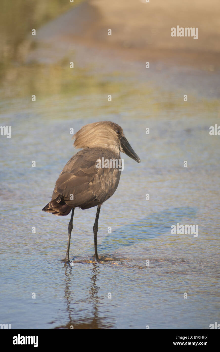 Hamerkop, Kruger National Park Stockfoto