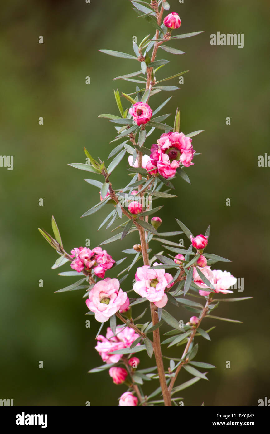 Nahaufnahme von Manuka (Leptospermum Scoparium) Blume Stockfoto