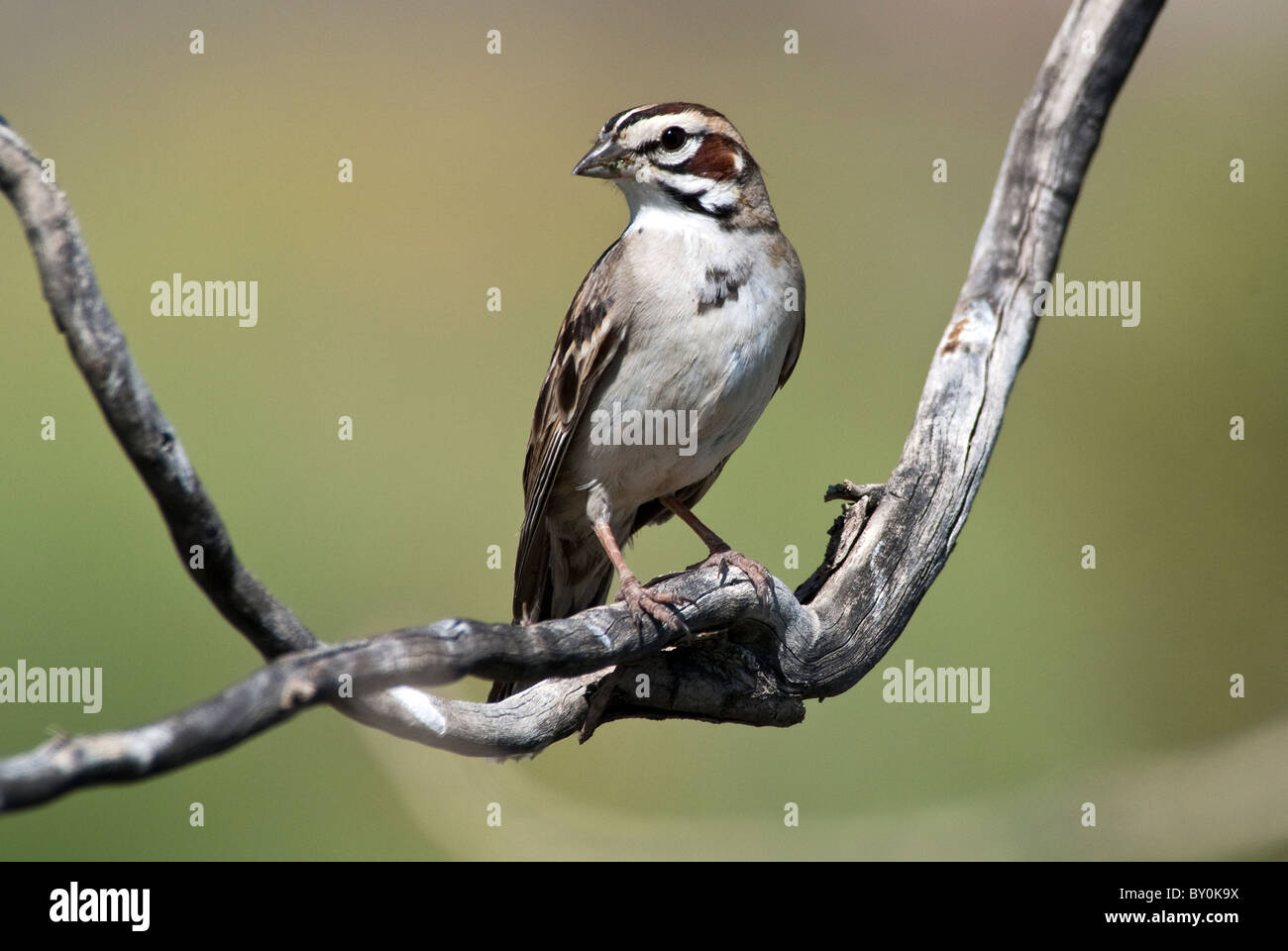 Lerche Spatz Chondestes Grammacus Anza Borrego Staatspark Kalifornien USA Stockfoto