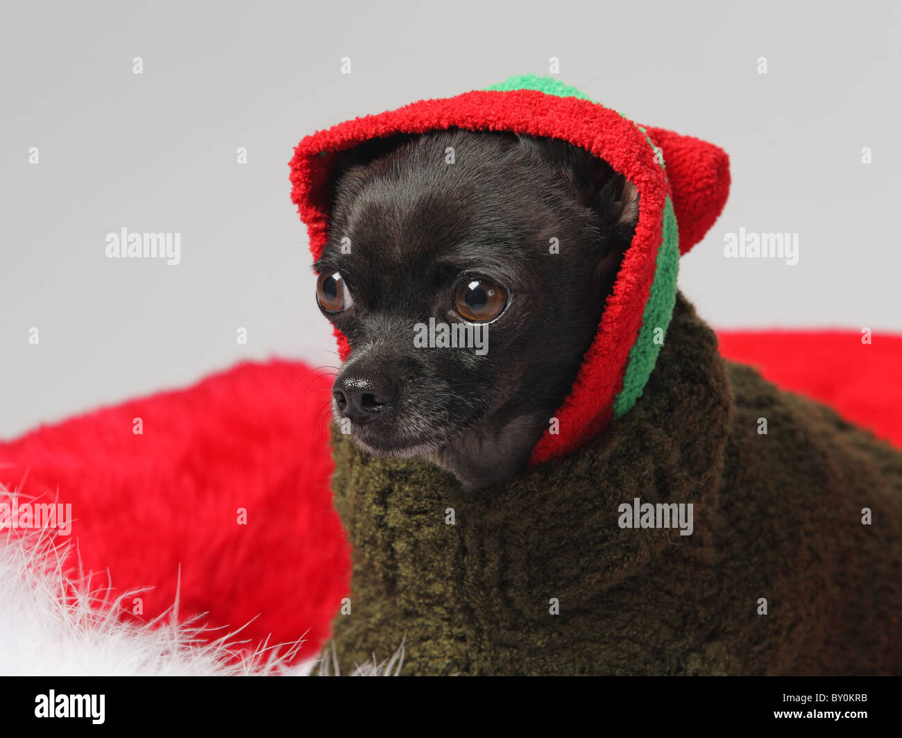 lustige schwarzer Chihuahua trägt einen Strick Mütze und Pullover Stockfoto