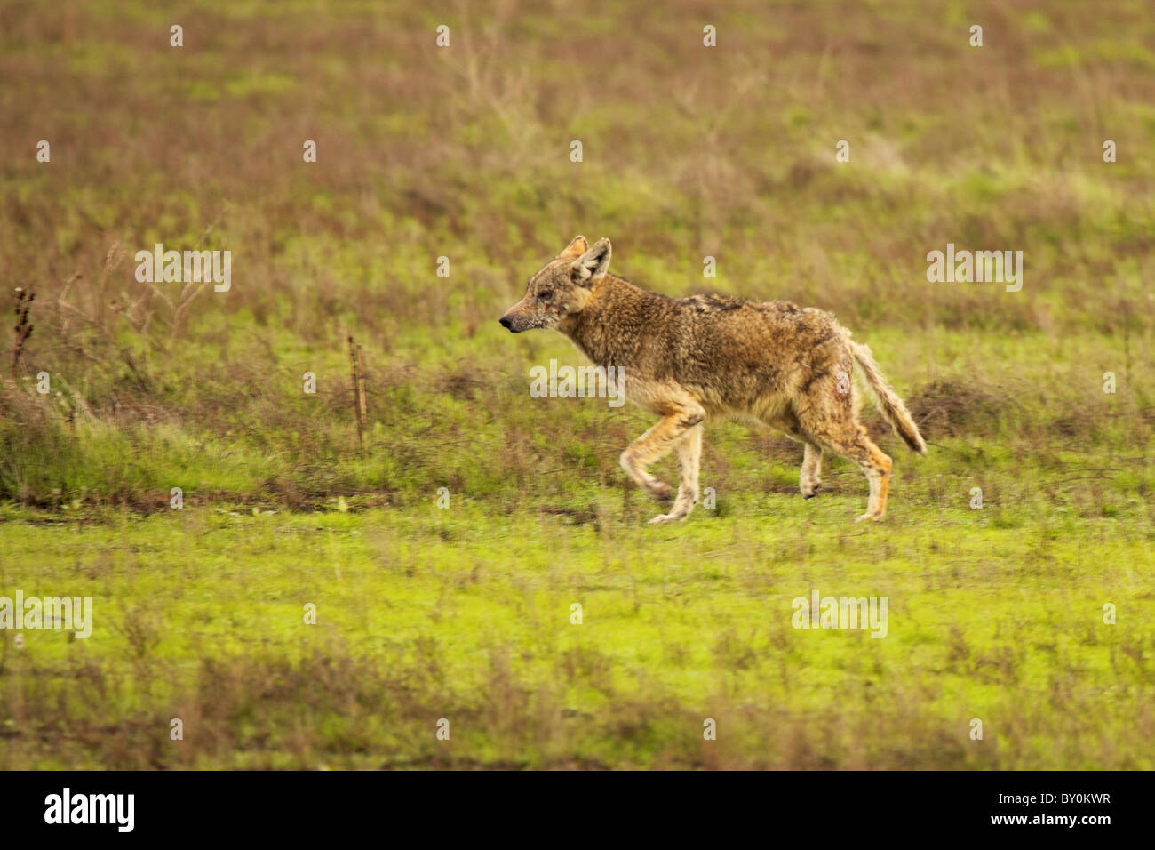 Ein Kojote mit Räude. Stockfoto