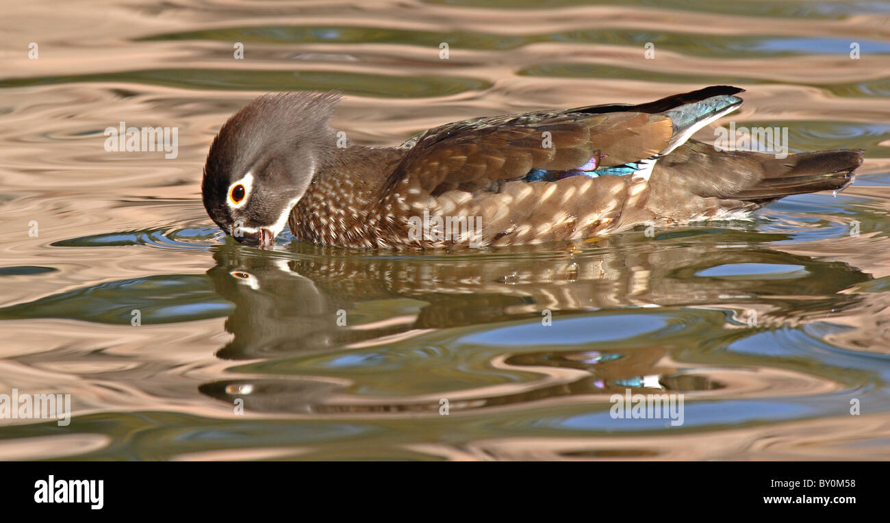 Eine weibliche Brautente trinken unterwegs. Stockfoto