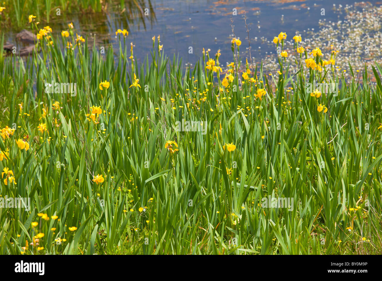 Gelbe Flagge Iris unter Wildblumen von Lough Inagh, Connemara, County Galway, Irland Stockfoto