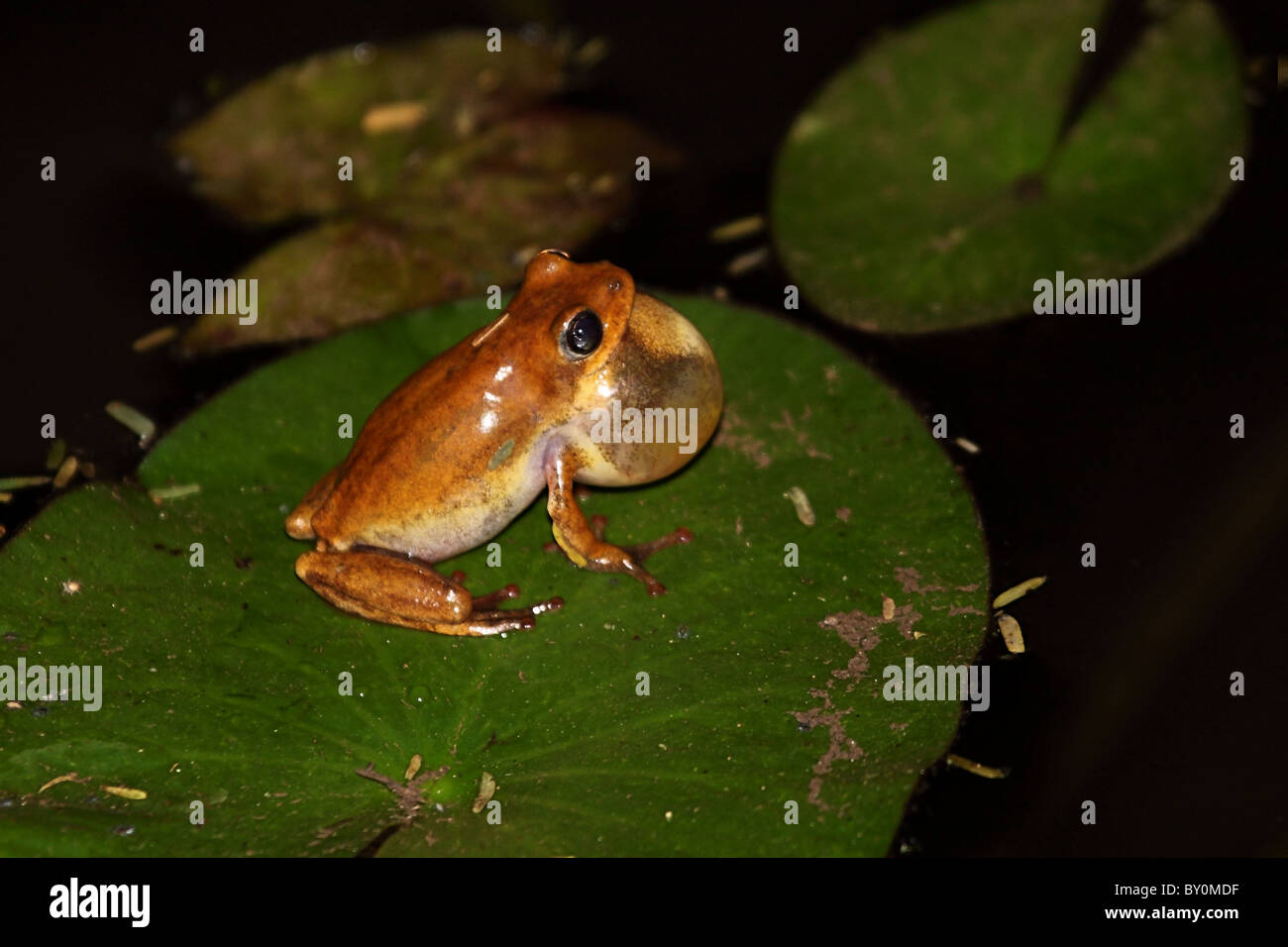 Angolanische Fluss Frosch, Amietia angolensis Stockfoto