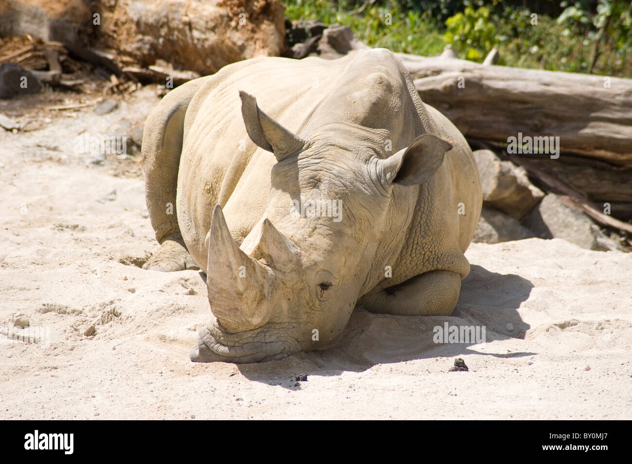 Breitmaulnashorn im Sonnenschein auf Sand liegend. Frontale Foto von Rhinoceros und Kopf auf Boden. Stockfoto