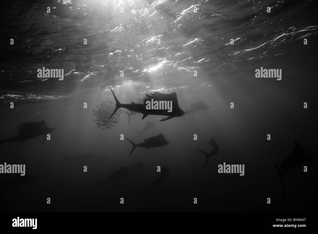 Atlantic Sailfishes, Istiophorus Albicans, Isla Mujeres, Halbinsel Yucatan, Karibik, Mexiko Stockfoto