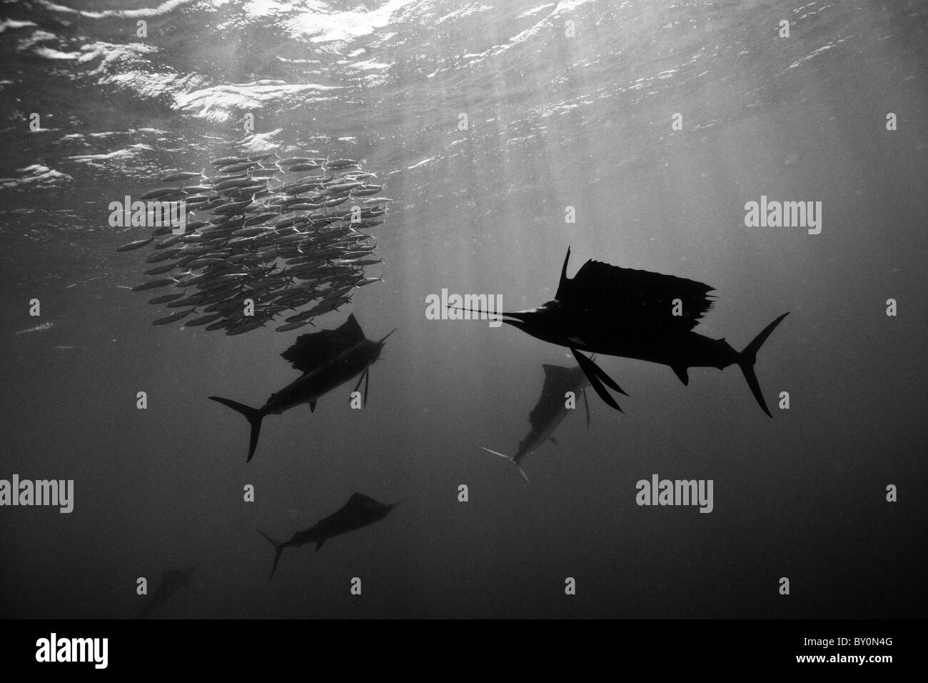 Atlantische Fächerfisch, Istiophorus Albicans, Isla Mujeres, Halbinsel Yucatan, Karibik, Mexiko Stockfoto