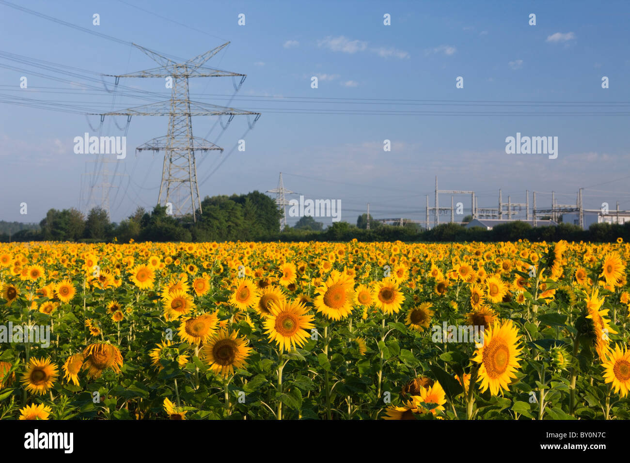 Sonnenblumenfeld in der Nähe von Strommasten, Helianthus Annuus, München, Bayern, Deutschland Stockfoto