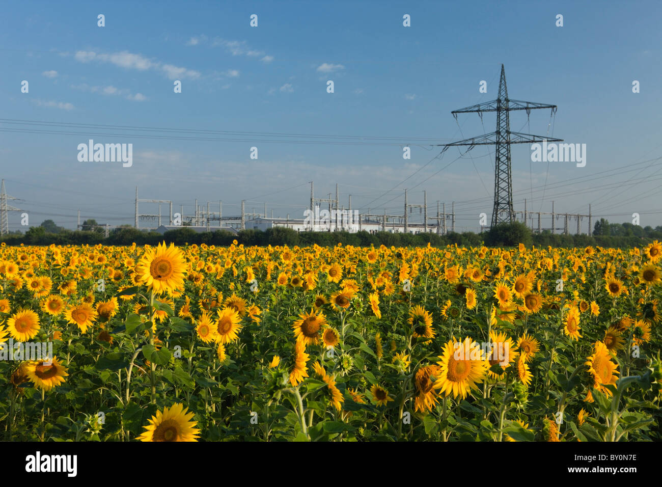 Sonnenblumenfeld in der Nähe von Strommasten, Helianthus Annuus, München, Bayern, Deutschland Stockfoto