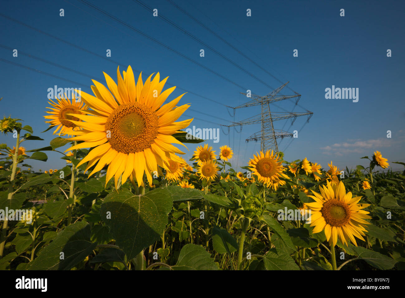 Stromleitungen über Sonnenblumenfeld, Helianthus Annuus, München, Bayern, Deutschland Stockfoto