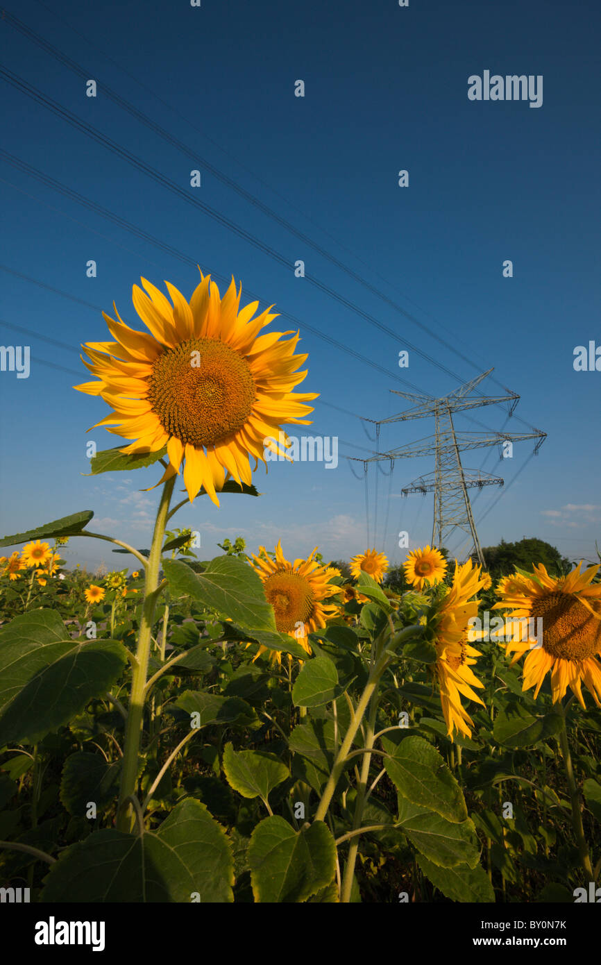 Stromleitungen über Sonnenblumenfeld, Helianthus Annuus, München, Bayern, Deutschland Stockfoto