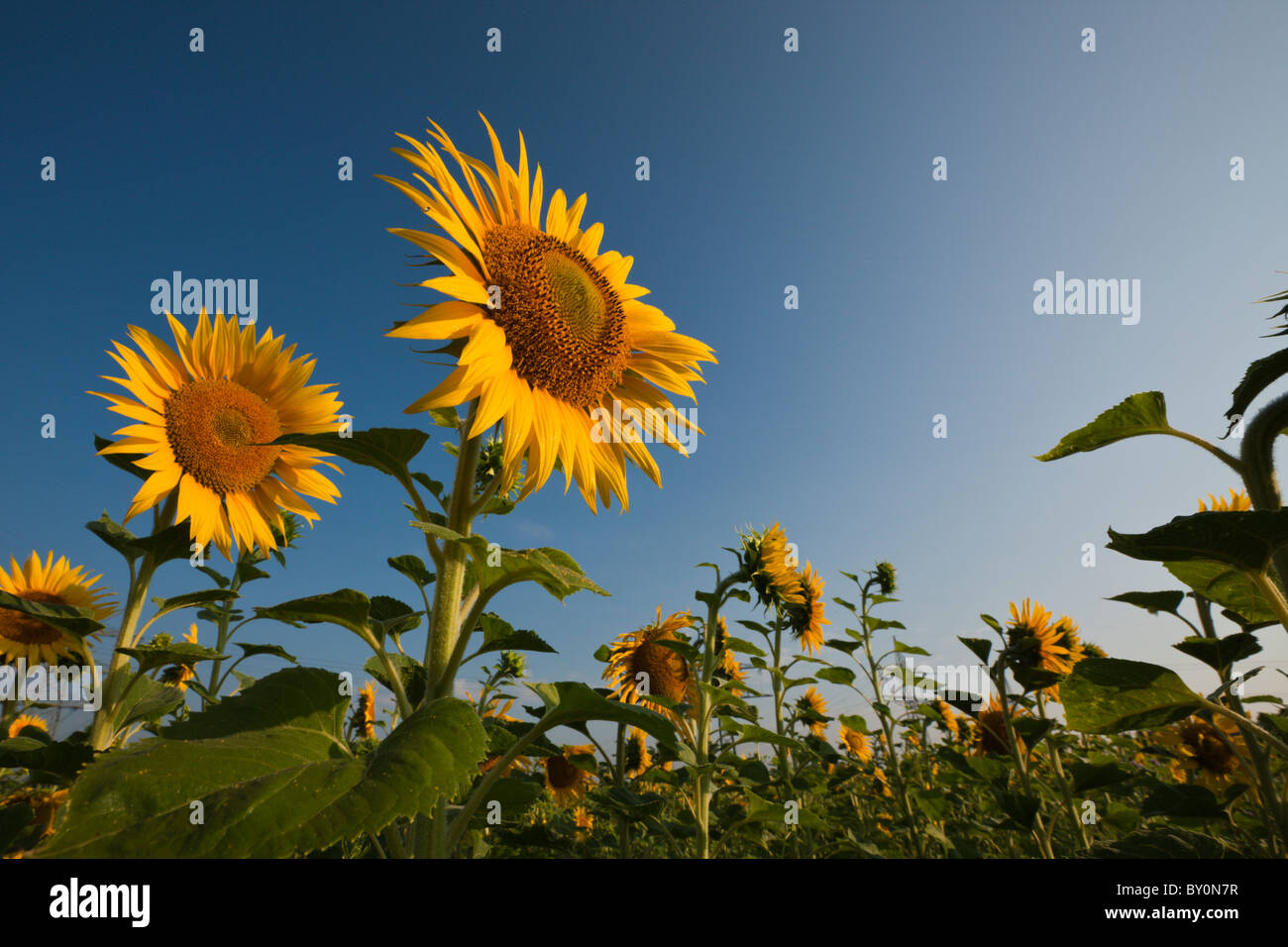 Sonnenblumen, Helianthus Annuus, München, Bayern, Deutschland Stockfoto