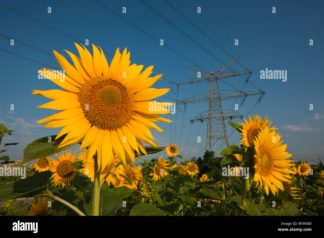 Stromleitungen über Sonnenblumenfeld, Helianthus Annuus, München, Bayern, Deutschland Stockfoto