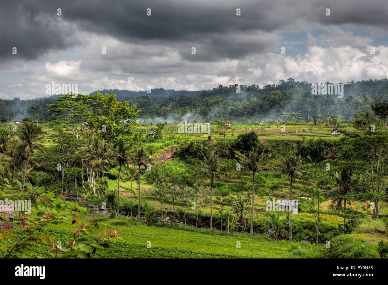 Reisfelder auf Bali, Oryza, Bali, Indonesien Stockfoto
