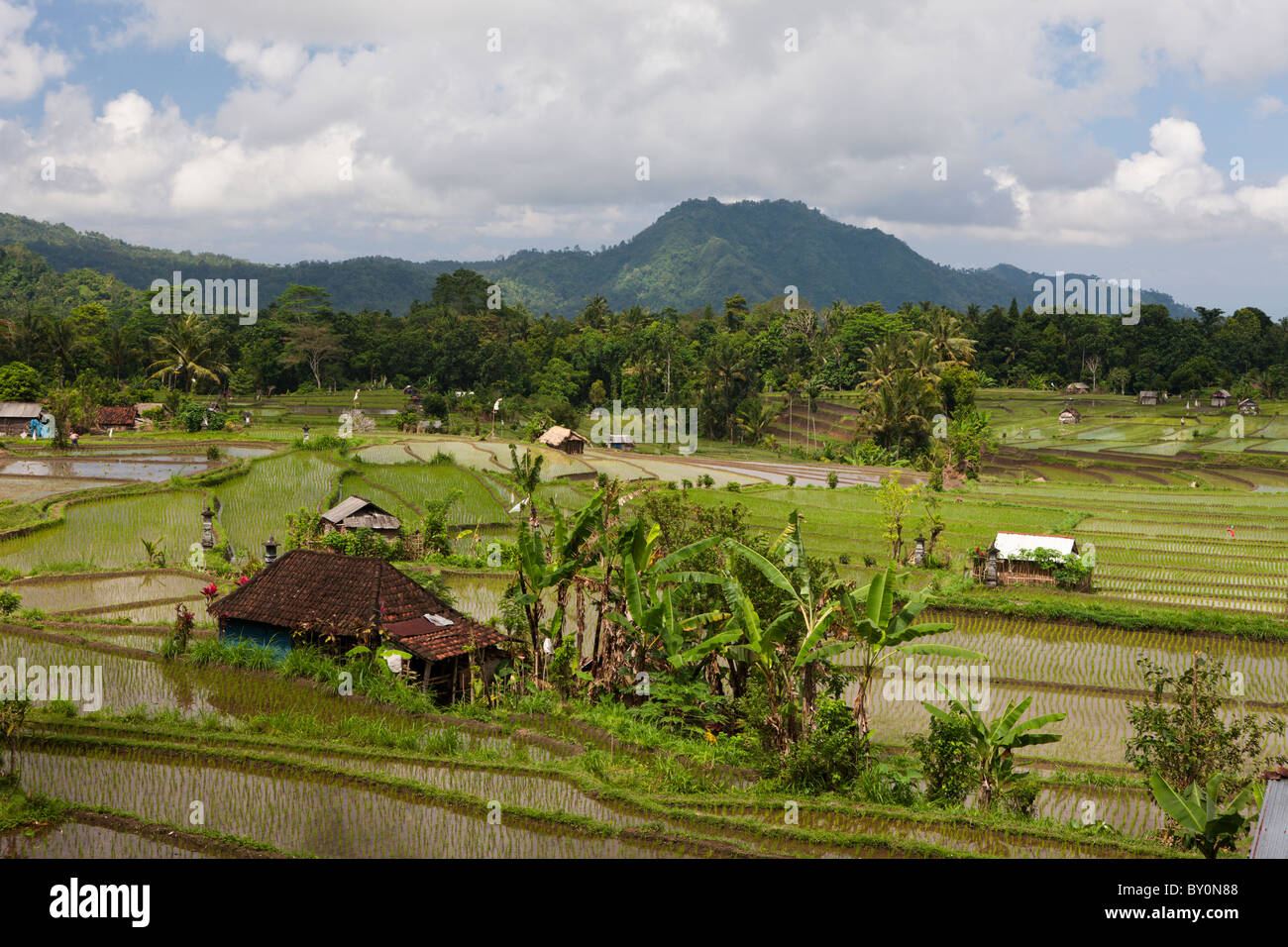 Reisfelder auf Bali, Oryza, Bali, Indonesien Stockfoto